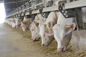 Stalling: Bull-calves eating silage in fattening stalls Italy