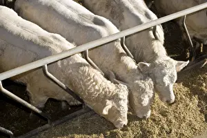 Stall: Three Bull-calves eating in a stalling France