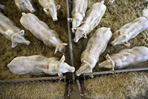 Stalling: Bull-calves fattening in boxes in a stalling France