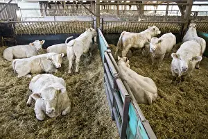 Stalling: Bull-calves fattening in boxes in a stalling France