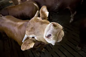 Board: Bull-calves fattening in a workshop on duckboards Italy