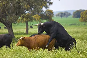 Speaking: Bull climbing over another in a meadow Andalusia Spain