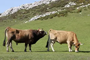 Tauruses: Bull and Cow Asturian pre PN Picos de Europa Spain
