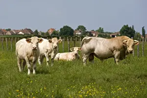 Sturdy: Bull and Cows race Charolaise Charolais France