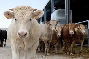 Fattening: Bull in the driveway of a workshop for fattening