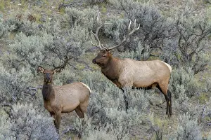 Wapiti: Bull elk approaching cow elk or wapiti, Yellowstone