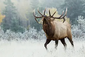 Alberta: Bull elk asserting his dominance on frosty October morning