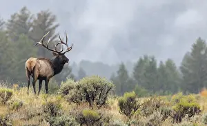 Sage: Bull elk, autumn rain in the sage brush country