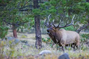 Archer: Bull elk bugling in the Rocky Mountains, Colorado