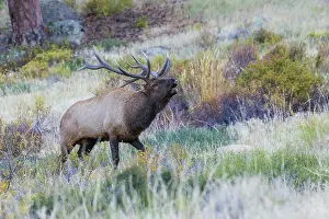 Sounds: Bull elk bugling, sounds of the Rocky Mountain Autumn
