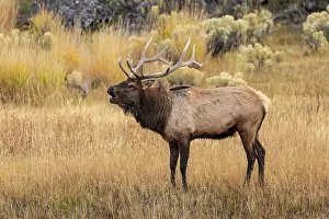 Wapiti: Bull elk bugling or wapiti, Yellowstone National