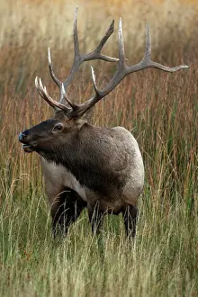 Mary: Bull Elk, Cervus canadensis, in the Yellowstone