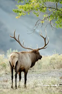 Mary: Bull Elk, Cervus canadensis, in the Yellowstone