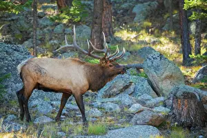 Ken Archer: Bull elk scanning nearby meadow in the Rocky Mountains of