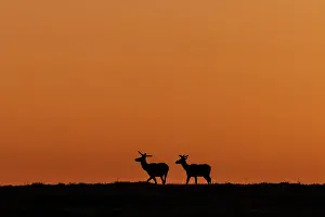 North Dakota: Bull elk silhouetted by the dawn light in Theodore Roosevelt
