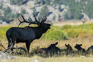 Shade: Bull elk silhouetted in the shade while bugling