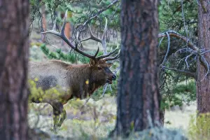 Move: Bull elk on the move in the Colorado western forest