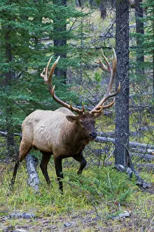 Alberta: Bull elk walking through forest in the Canadian Rockies