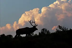 Wapiti: Bull elk or wapiti silhouetted on ridge at sunrise