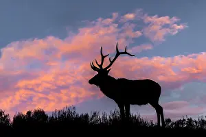 Wapiti: Bull elk or wapiti silhouetted on ridge top, Yellowstone
