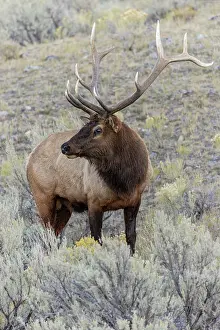 Wapiti: Bull elk or wapiti, Yellowstone National Park, Wyoming