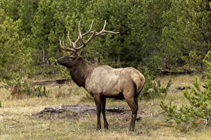 Wapiti: Bull elk or wapiti, Yellowstone National Park, Wyoming