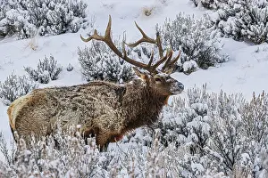 Yellowstone: Bull elk in winter in the Northern Range of Yellowstone