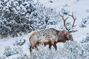 Yellowstone: Bull elk in winter in the Northern Range of Yellowstone