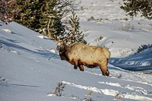 Yellowstone: Bull elk in winter in the Northern Range of Yellowstone