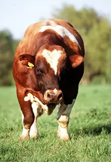 Tagged: BULL - IN FIELD, FACING FORWARD