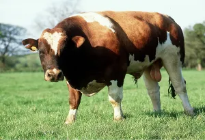 Genitalia: BULL - in field, side view