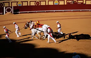 Tradtional: BULL FIGHT - removing dead bull
