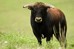 Chimborazo: Bull Fighting Bull from Spanish Stock, base