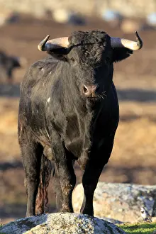 Communities: Bull fighting in Spain Extramadour