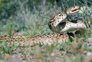 Melanoleucus: Bull / Gopher Snake