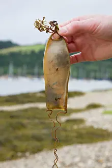 Stellaris: Bull Huss - egg case (mermaid's purse) being held