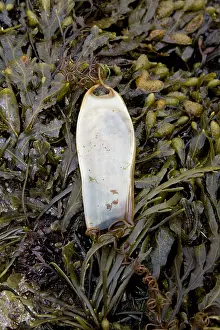 Stellaris: Bull Huss - egg case (mermaid's purse) lying on