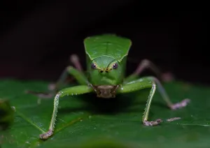 Spinosus: Bull-Katydid (Aspidonotus spinosus), Ankarafantsika