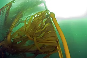 Kelp: Bull kelp - Vancouver Island British Columbia Canada Pacific