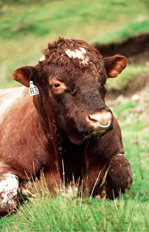 Rings: BULL LYING ON GRASS - close up of head showing ring in nose
