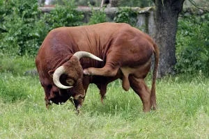 Genitalia: Bull - on meadow