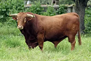 Branded: Bull - on meadow