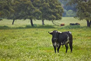 Tauruses: Bull in a meadow in Andalusia Spain