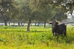 Blacks: Bull in a meadow in Andalusia Spain