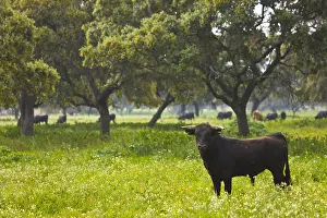 Blacks: Bull in a meadow in Andalusia Spain