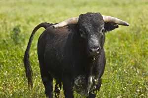Blacks: Bull in a meadow in Andalusia Spain
