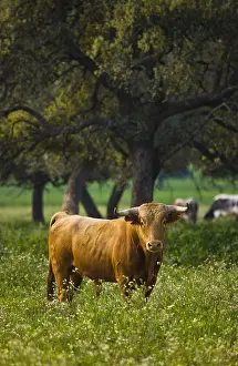 Chestnuts: Bull in a meadow in Andalusia Spain