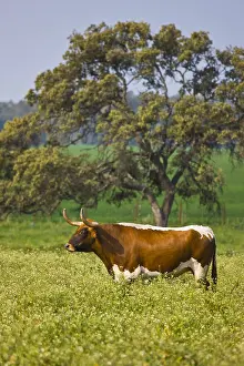 Chestnuts: Bull in a meadow in Andalusia Spain