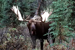 Martin Grosnick: BULL MOOSE