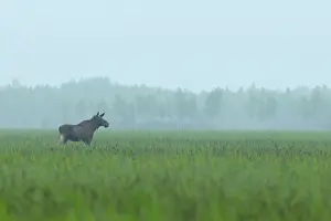 Sedge: Moose